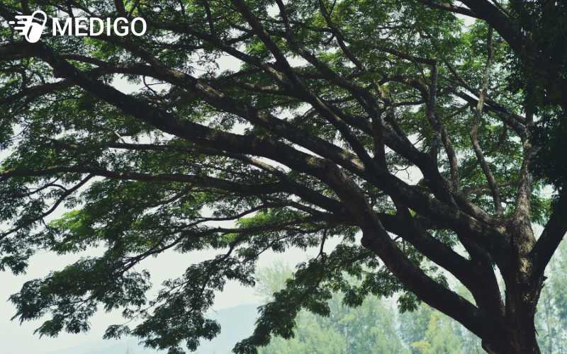 Cach-trong-va-cham-soc-cay-bo-ket-tay