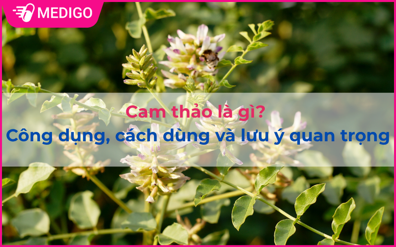 Cam thảo là gì? Công dụng, cách dùng và lưu ý quan trọng