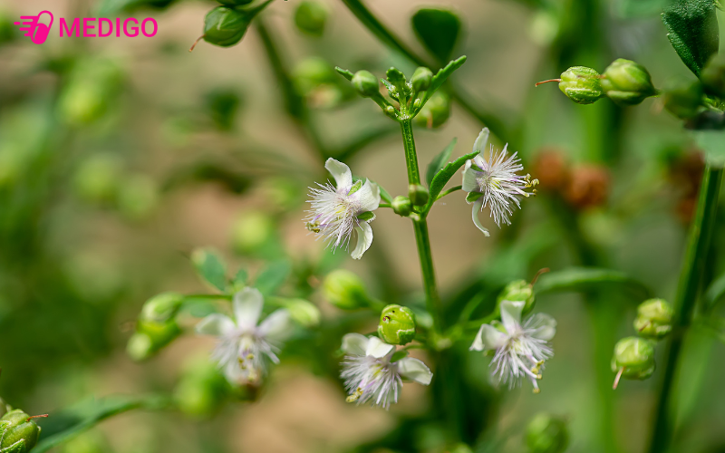 Cam-thao-nam-giup-ho-tro-dieu-tri-day-bung-kho-tieu