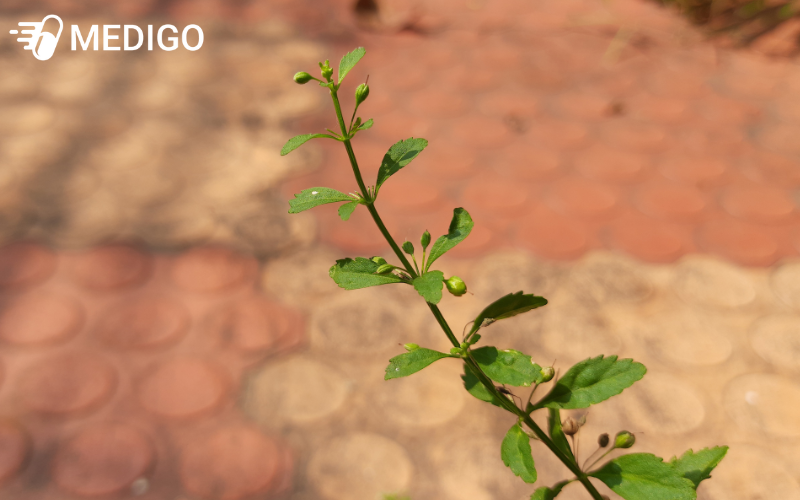 Cam-thao-nam-phan-bo-rong-o-cac-quoc-gia-co-khi-hau-nhiet-doi-va-can-nhiet-doi