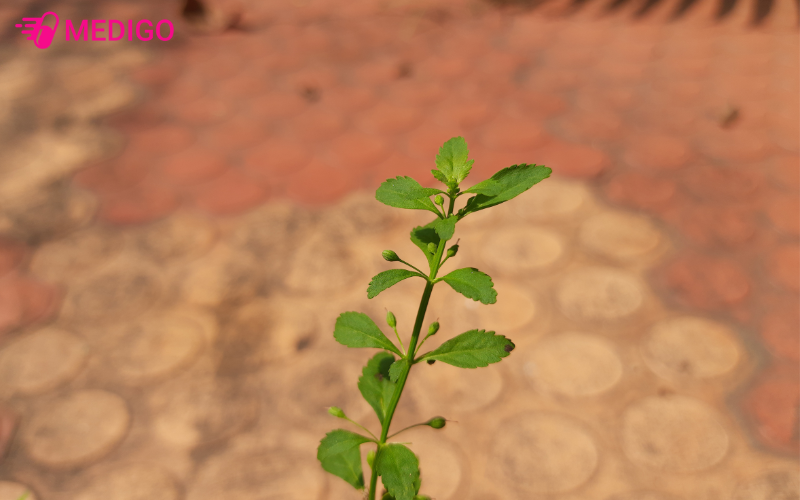 Cam-thao-nam-thuong-moc-o-nhung-vung-dat-am-uot