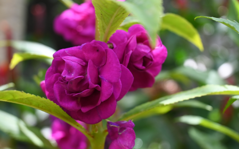 Canh-hoa-mong-tay-xep-lop-trong-rat-bat-mat