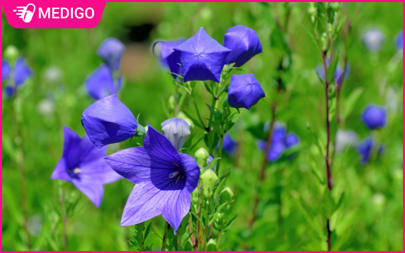 Cat-canh-duoc-trong-nhieu-o-cac-tinh-mien-nui-phia-Bac