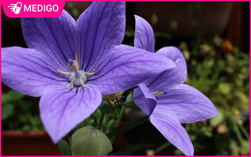 Cat-canh-voi-ten-khoa-hoc-la-Platycodon-grandiflorus-Jacq-A-DC