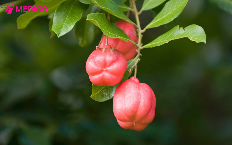 Cay-A-Ke-con-goi-la-Blighia-sapida-Koenig