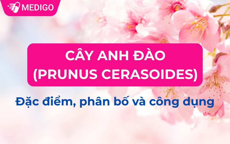 Cây Anh đào (Prunus cerasoides) – Đặc điểm, phân bố và công dụng dược liệu