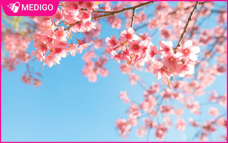 Cây Anh đào (Prunus cerasoides) – Đặc điểm, phân bố và công dụng dược liệu