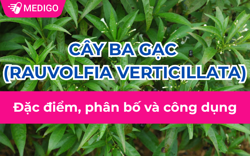 Cây Ba gạc (Rauvolfia verticillata): Đặc điểm, phân bố và công dụng 