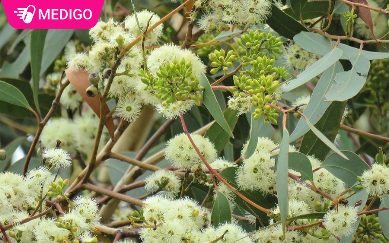 Cây bạch đàn trắng - 7 điều có thể bạn chưa biết về loài cây này