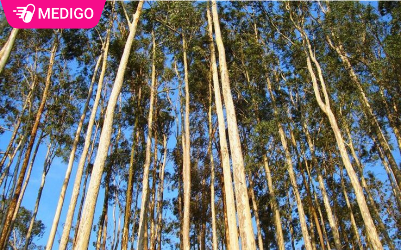 Cay-bach-dan-trang-duoc-trong-o-cac-tinh-Trung-Du-va-mien-nui-phia-Bac