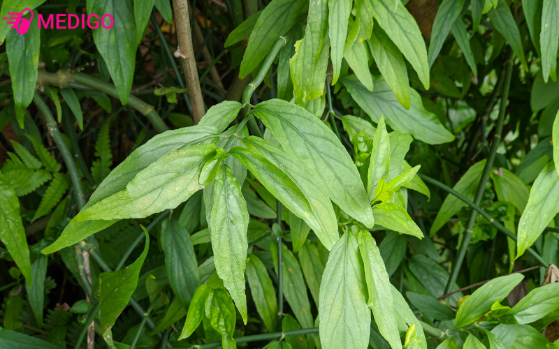 Cay-bim-bip-moc-nhieu-o-vung-nhiet-doi-Dong-Nam-A