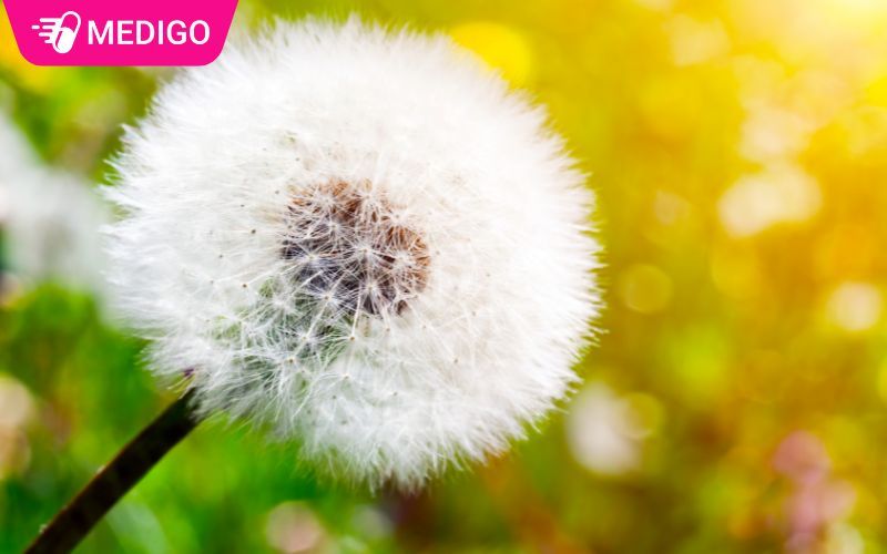 Cây bồ công anh – 1 loài cây dược liệu phổ biến, bạn đã biết chưa?