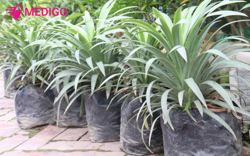 Cay-dua-dai-thuong-cao-tu-3-6m