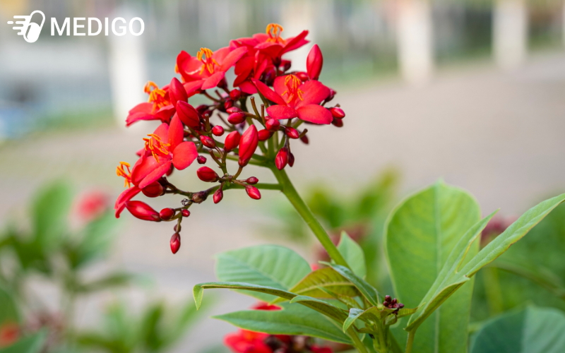 Cay-ngo-dong-thuong-duoc-gan-voi-y-nghia-phong-thuy-ve-su-may-man