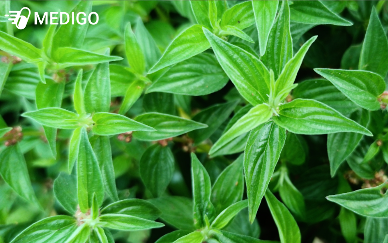 Cay-thuoc-doi-phan-bo-o-dau