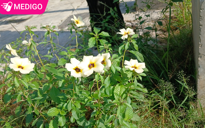 Cây tráng dương: Thảo dược quý tăng cường sinh lực và sức khỏe 