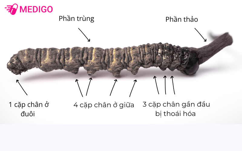 Chi-tiet-bo-phan-cua-Dong-trung-ha-thao 