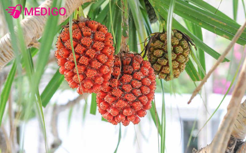 Chiet-xuat-dua-dai-giau-hoat-chat-ho-tro-giam-viem-dac-biet-trong-viem-gan-man