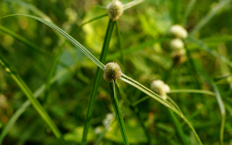 Co-bac-dau-co-nhieu-ten-goi-khac-nhau 
