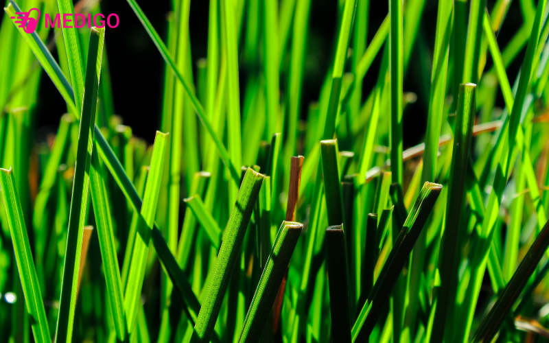 Co-huong-bai-co-huong-thom-vo-cung-dac-trung