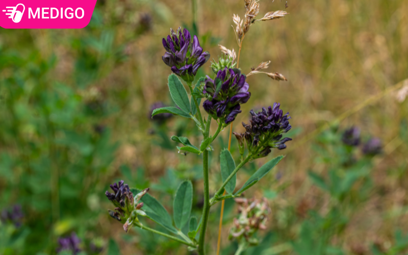 Hoa-Linh-lang-thuong-moc-o-cac-nach-la