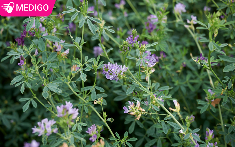 Ten-thuong-gap-cua-loai-co-nay-la-alfalfa