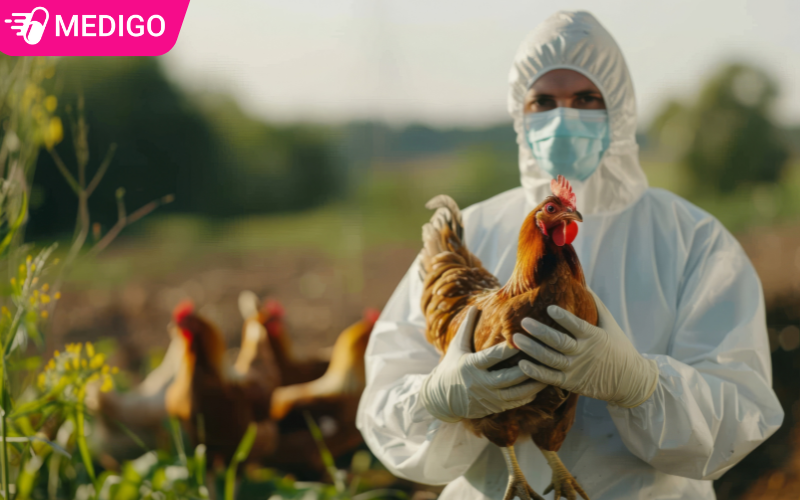 Dịch cúm gia cầm có lây sang người không? 5 điều cần biết ngay