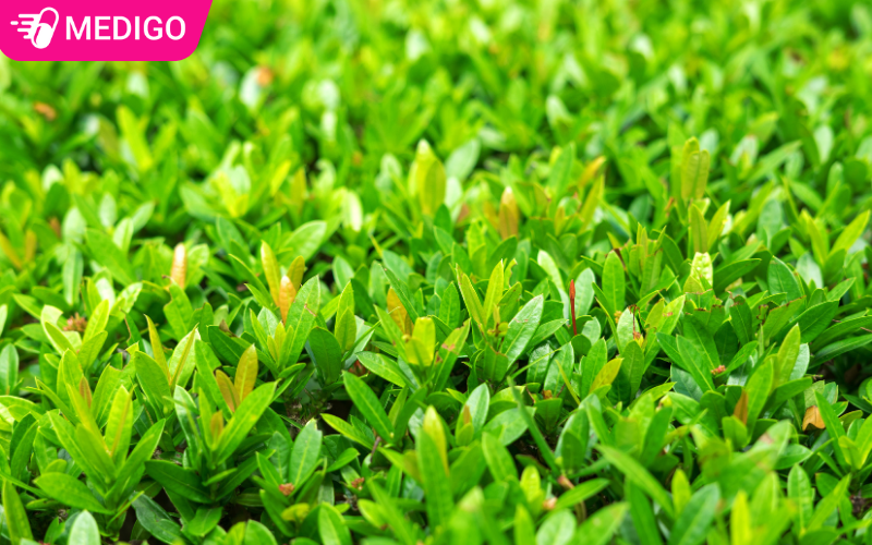 La-cay-duoi-hay-duoc-dung-lam-duoc-lieu