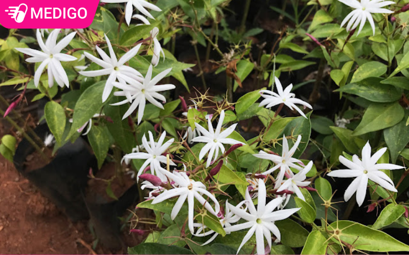 Cây Chè Vằng: Bí Quyết Lợi Sữa & Cách Phân Biệt Với Lá Ngón Độc