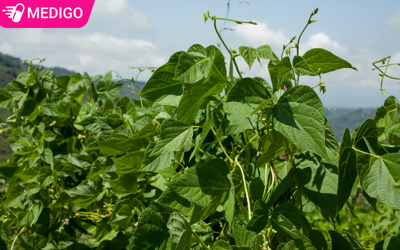 Cay-dau-den-duoc-trong-pho-bien-o-Viet-Nam