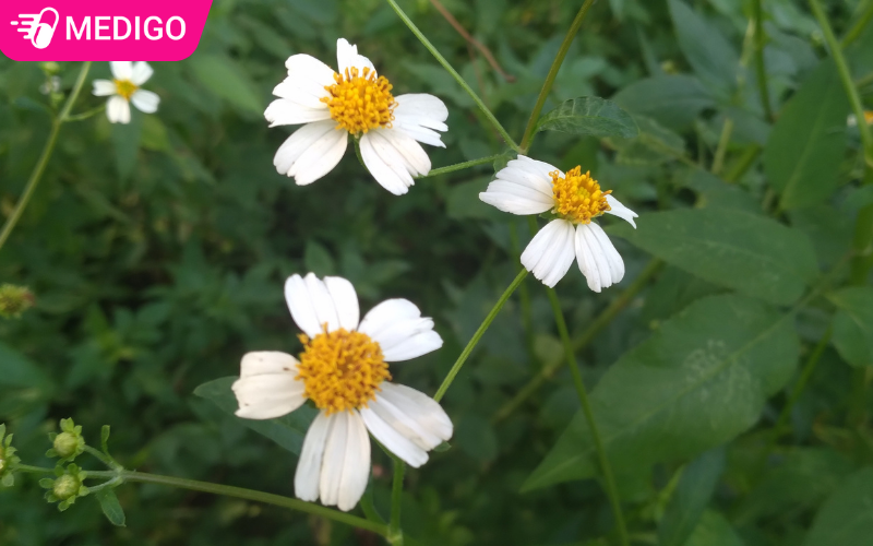 Cây đơn buốt là gì? Công dụng, cách dùng và những điều cần biết trước khi sử dụng