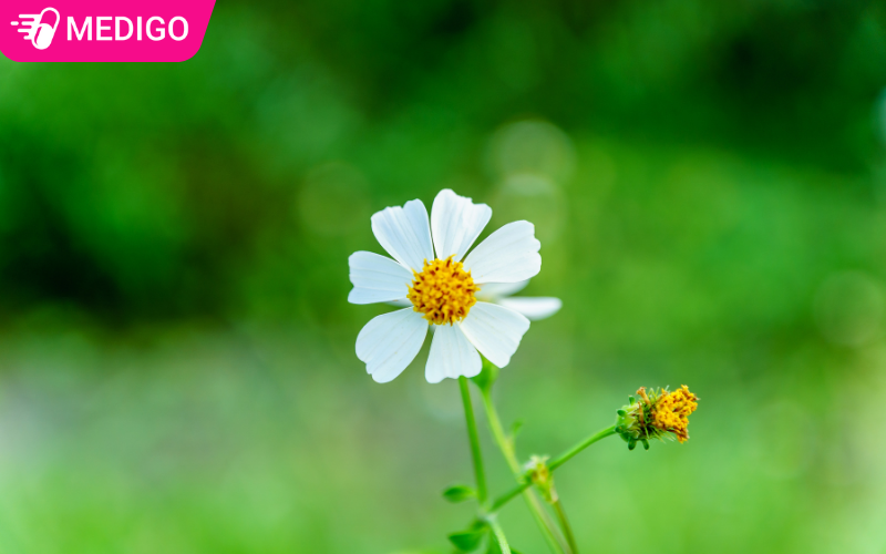 Don-buot-co-rat-nhieu-cong-dung-trong-y-hoc-co-truyen