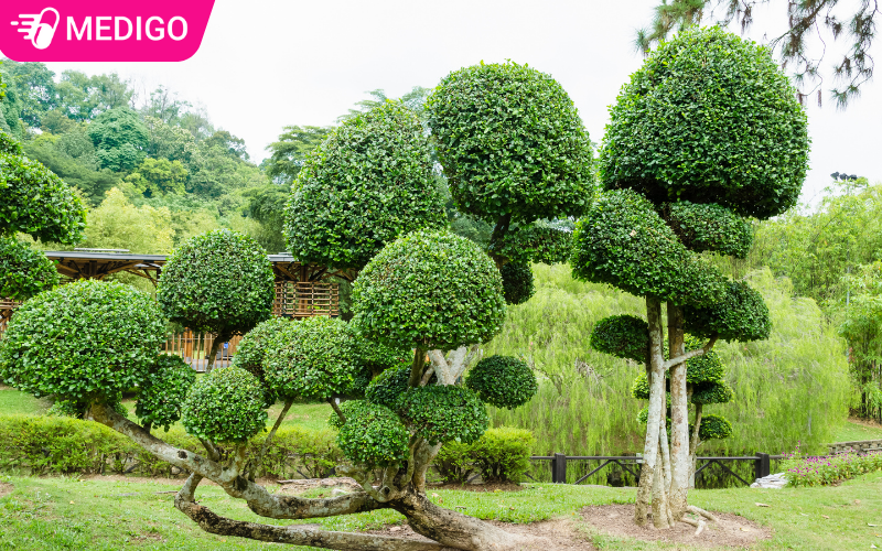 Cây duối dược liệu là gì? Công dụng, cách dùng và những lưu ý quan trọng