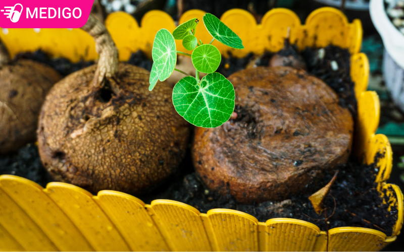 Củ bình vôi: Bí quyết tự nhiên giúp an thần và chữa mất ngủ