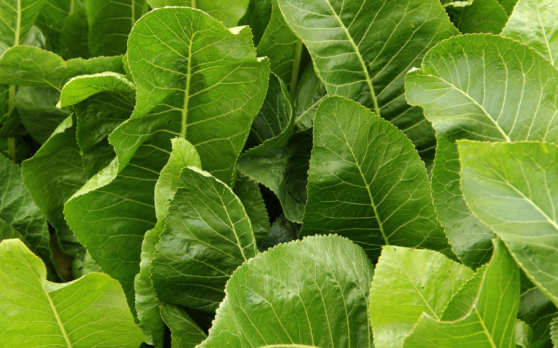 Cu-cai-ngua-la-cay-than-thao-song-lau-nam