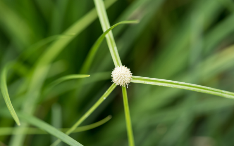 Cum-hoa-co-bac-dau-co-dang-dau-tron