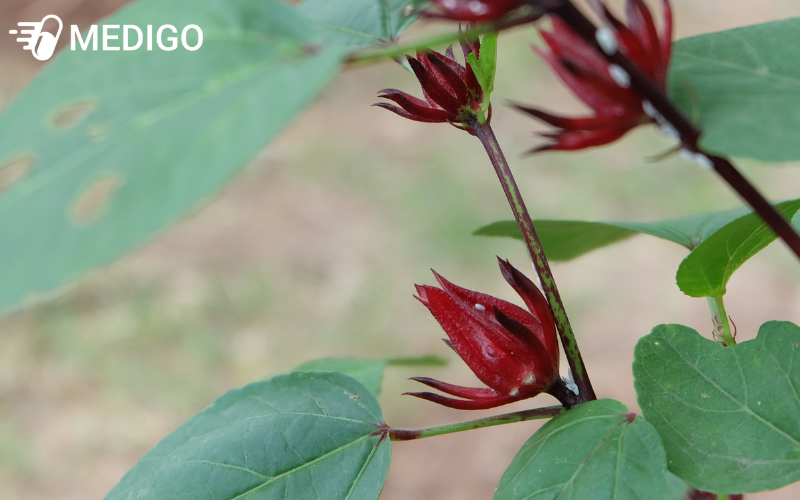 Dac-diem-cua-Bup-giam