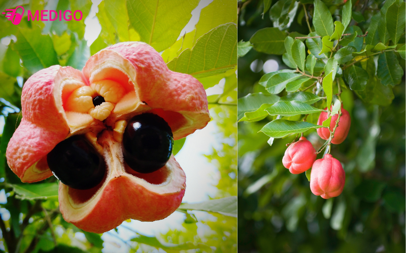 Dac-diem-cua-hoa-la-va-qua-cay-A-Ke