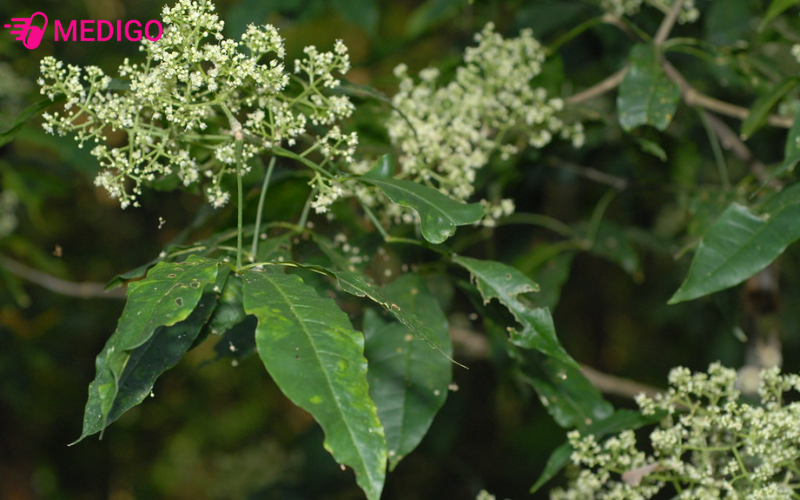 Dac-diem-phan-bo-cua-ba-chac