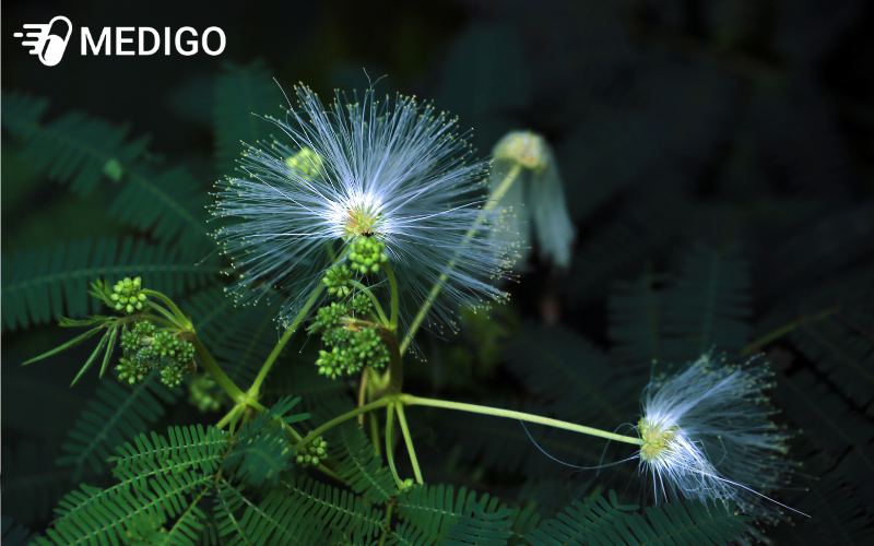 Dac-diem-thuc-vat-hoc-cua-cay-bo-ket-tay