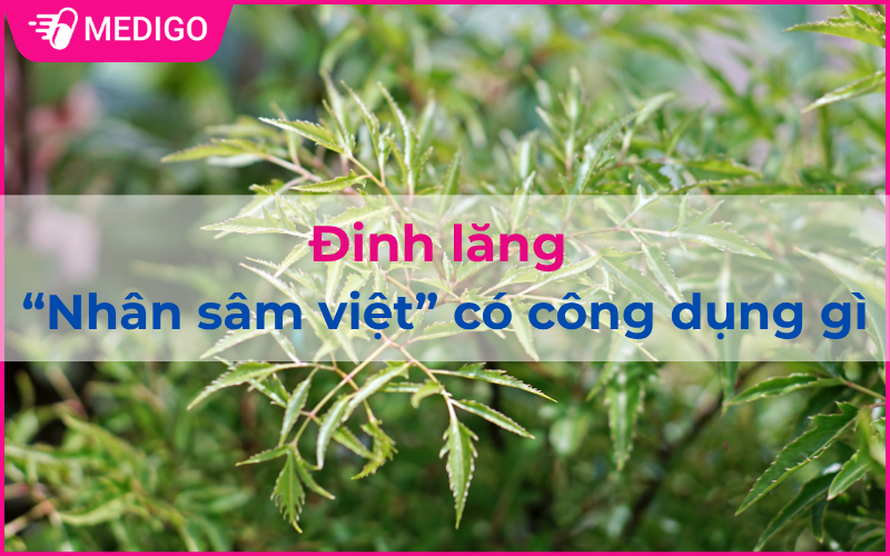 Đinh lăng - “Nhân sâm Việt” có công dụng gì?