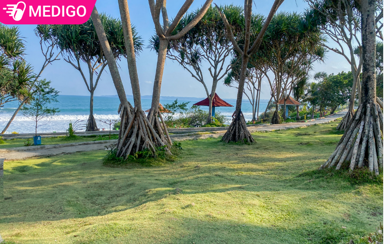 Dứa dại: Loại cây mọc ven biển hóa ra là dược liệu quý