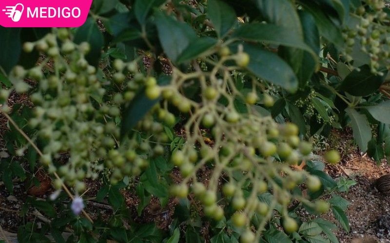 Cây lá gan: Dược liệu quý hỗ trợ gan, giải độc và bồi bổ cơ thể