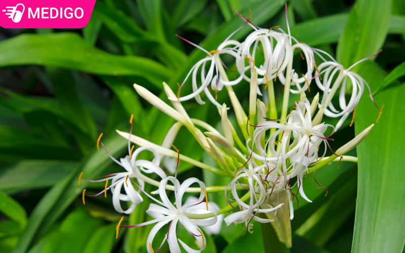 Đại tướng quân: Đặc điểm, phân bố và 1 số lợi ích đối với sức khỏe