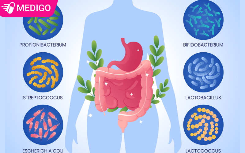 Men vi sinh lợi khuẩn là gì? Cơ chế hoạt động trong hệ tiêu hóa