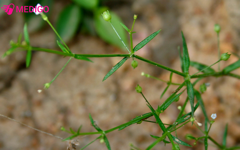 Gioi-thieu-ve-An-Dien-Co-Hedyotis-herbacea-L-Roxb