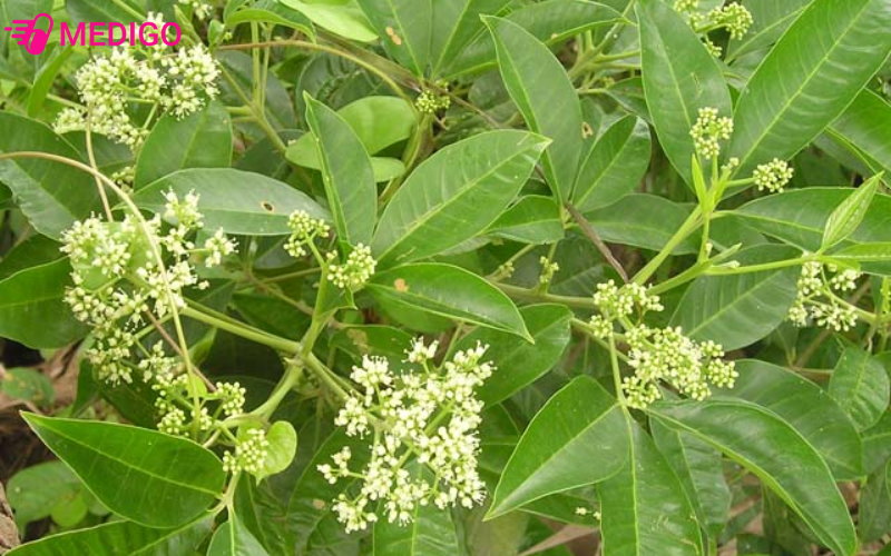 Gioi-thieu-ve-cay-ba-chac