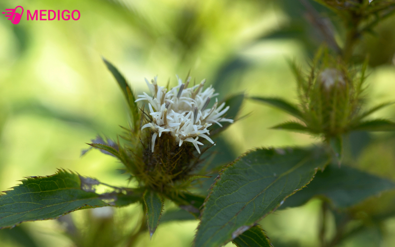 Hinh-anh-cay-bach-truat-trong-thien-nhien