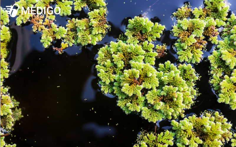 Hinh-anh-cay-beo-hoa-dau