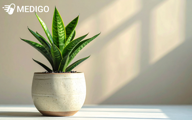 Hinh-anh-cay-luoi-ho-xanh